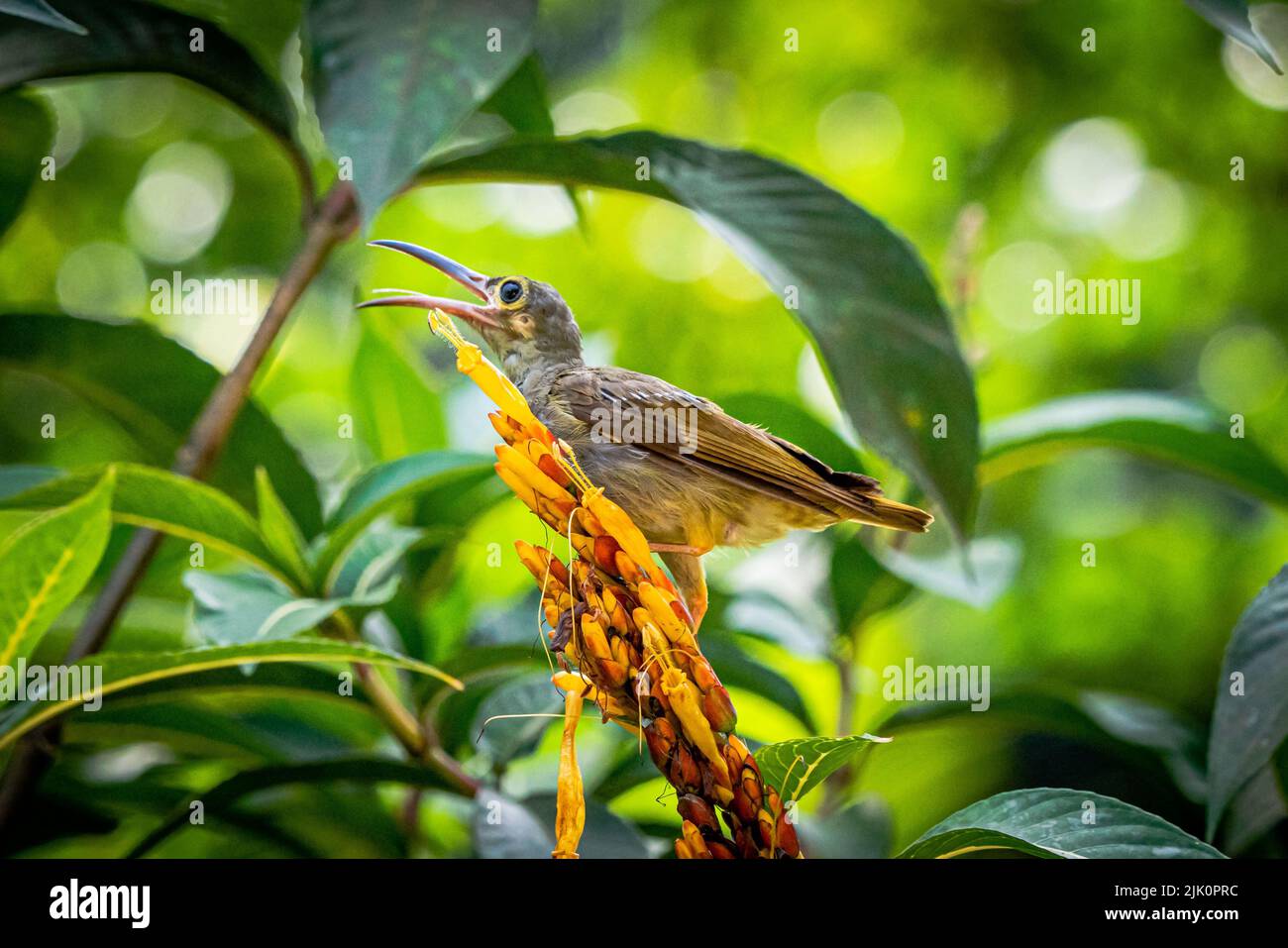 A closeup of spectacled spiderhunter (Arachnothera flavigaster)  with an open beak on a tropical plant Stock Photo