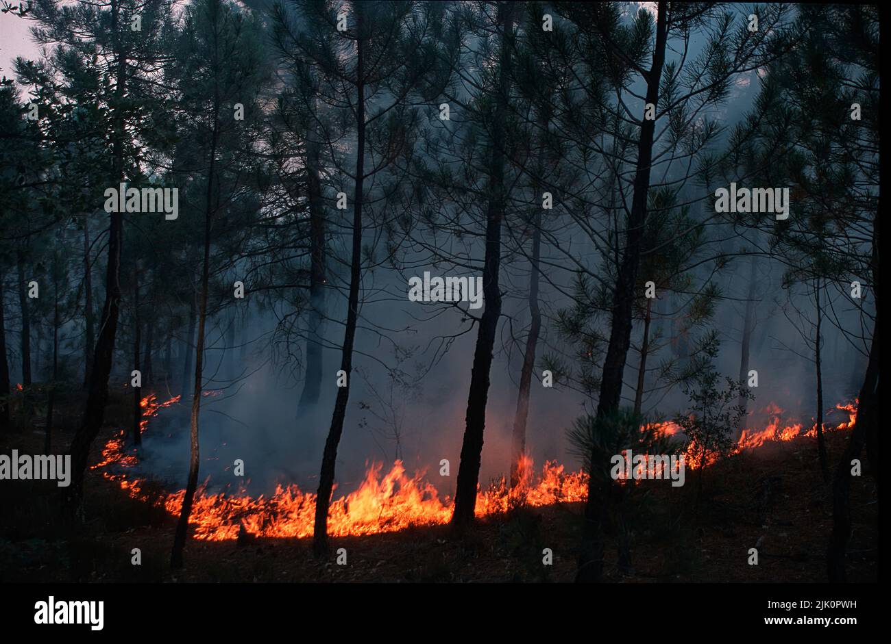 Pine forest burning Stock Photo Alamy