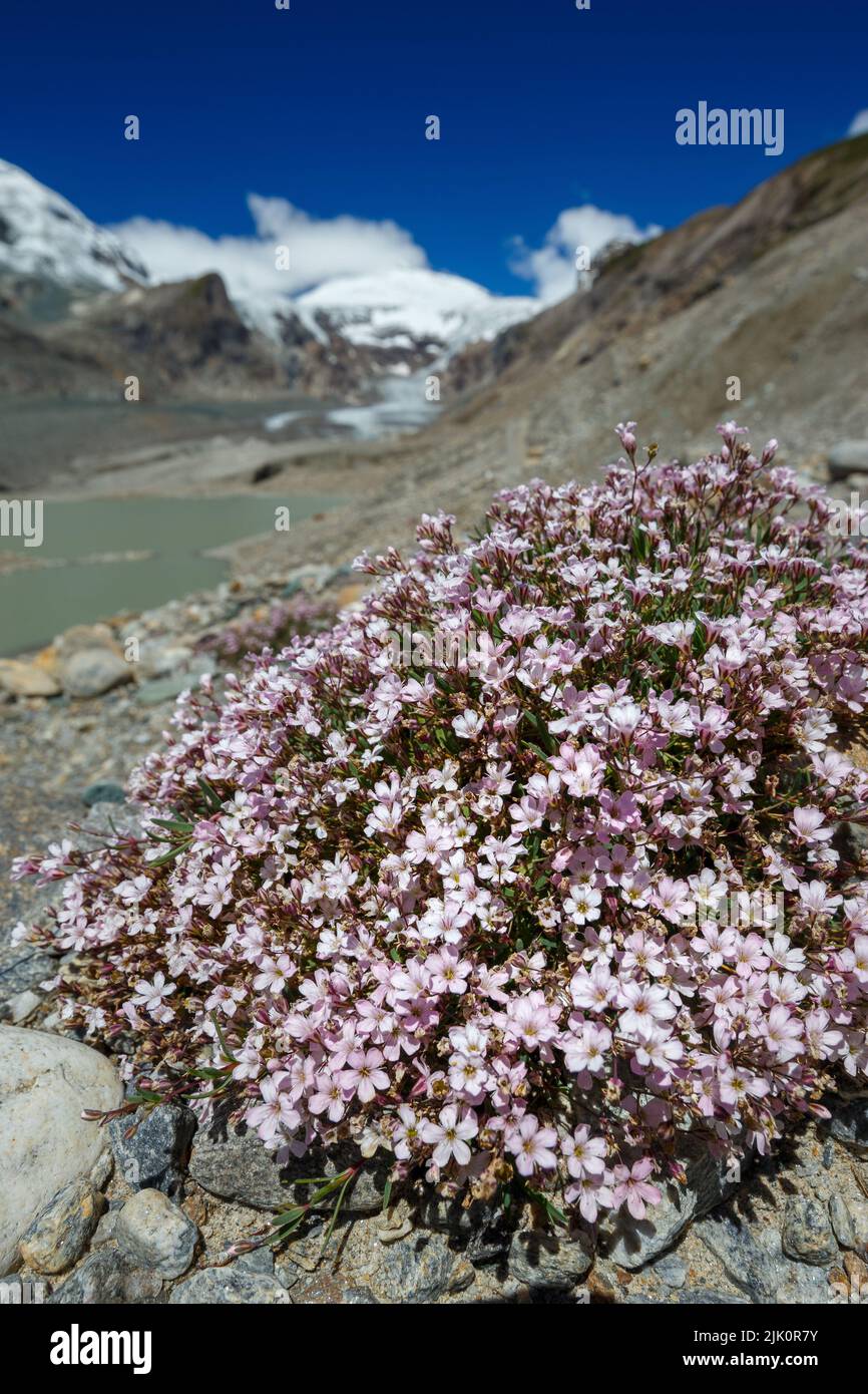 Flora of morainic debris near Pasterze glacier. Alpine flowers. Glockner Group. Austrian Alps. Europe Stock Photo