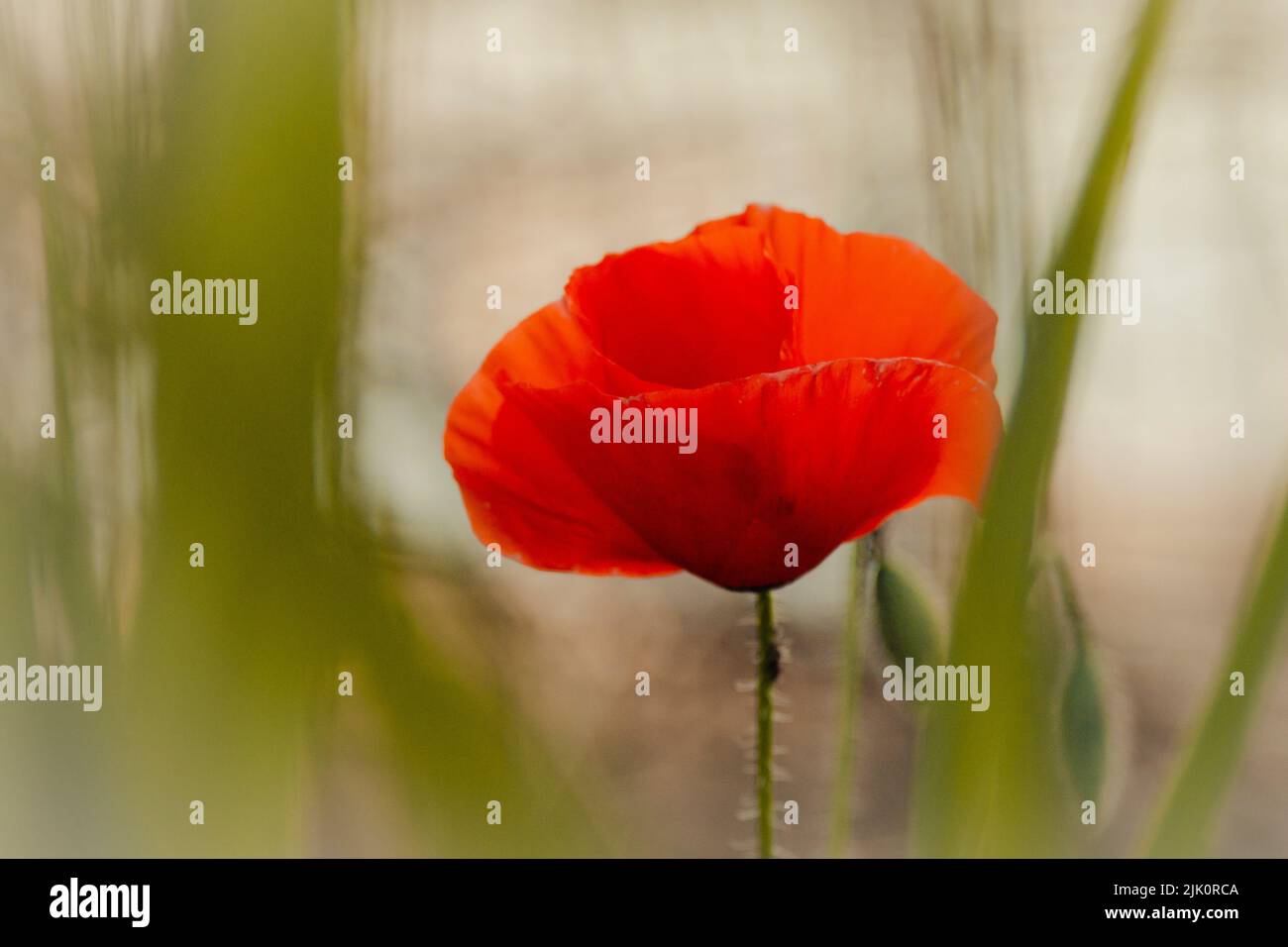 A scenic view of a red poppy growing in a field on a sunny day Stock Photo