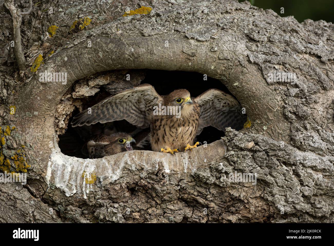 Young Kestrels In Their Nest Stock Photo Alamy