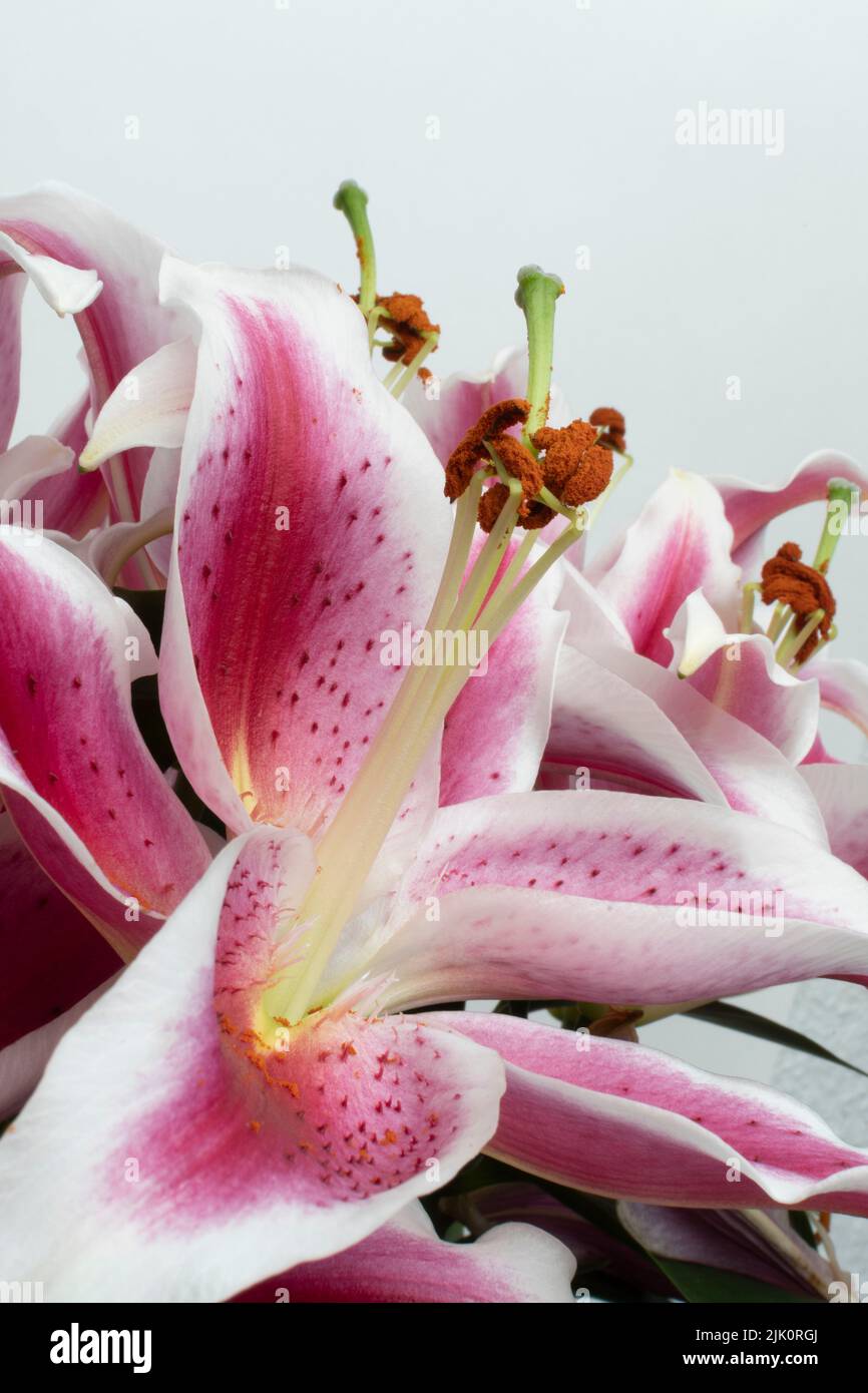 Vertical shot of a beautiful bouquet of pink Lily flowers against a light background Stock Photo