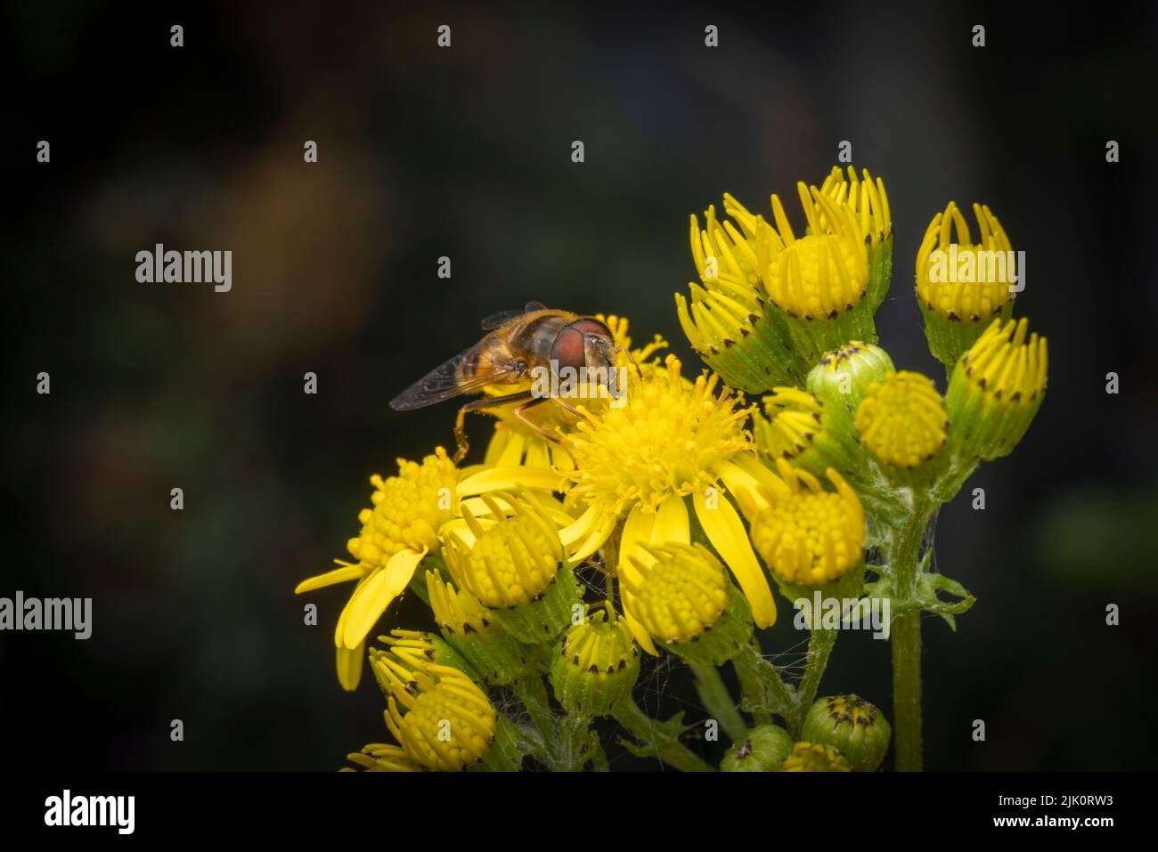 A harmless Hover Fly, with big red eyes, sips nectar from the flowers of a Ragwort plant Stock Photo