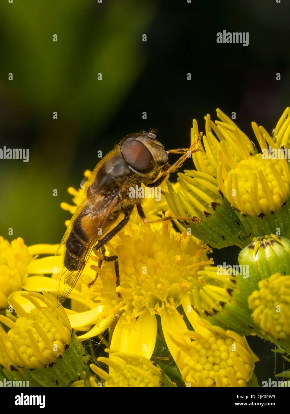 A harmless Hover Fly, with big red eyes, sips nectar from the flowers of a Ragwort plant Stock Photo