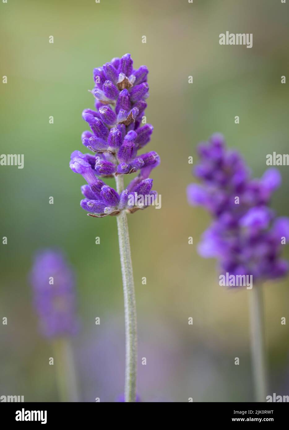 A close up of a Lavender flower against a background of out of focus lavender flowers Stock Photo