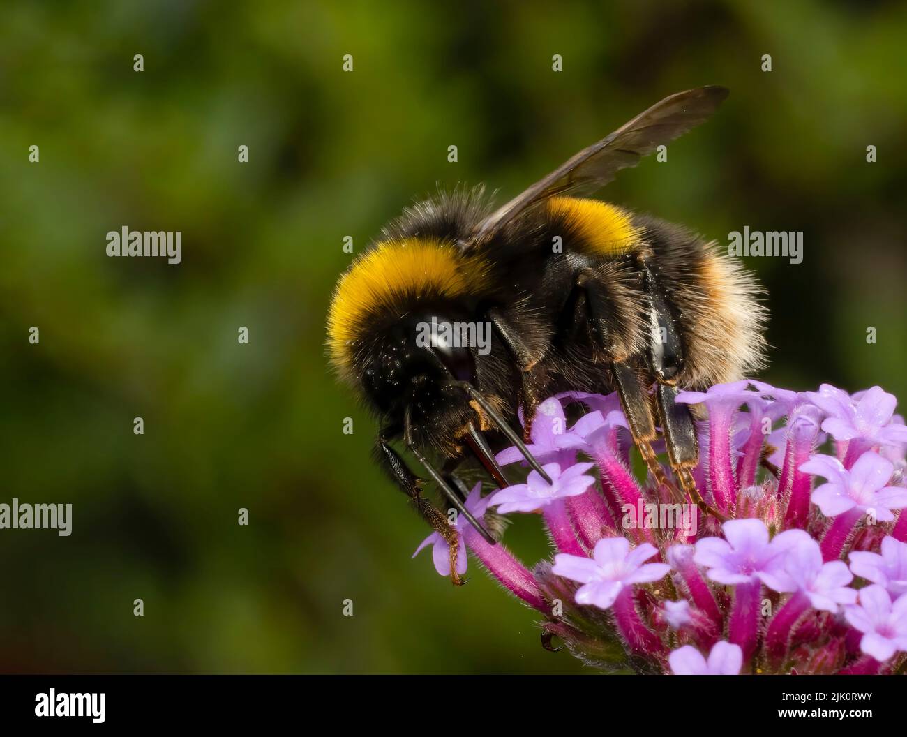 A close upon a WhiteTailed Bumble Bee extracting nectar from a Verbena