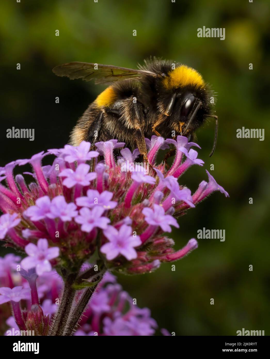 A close upon a WhiteTailed Bumble Bee extracting nectar from a Verbena flower Stock Photo