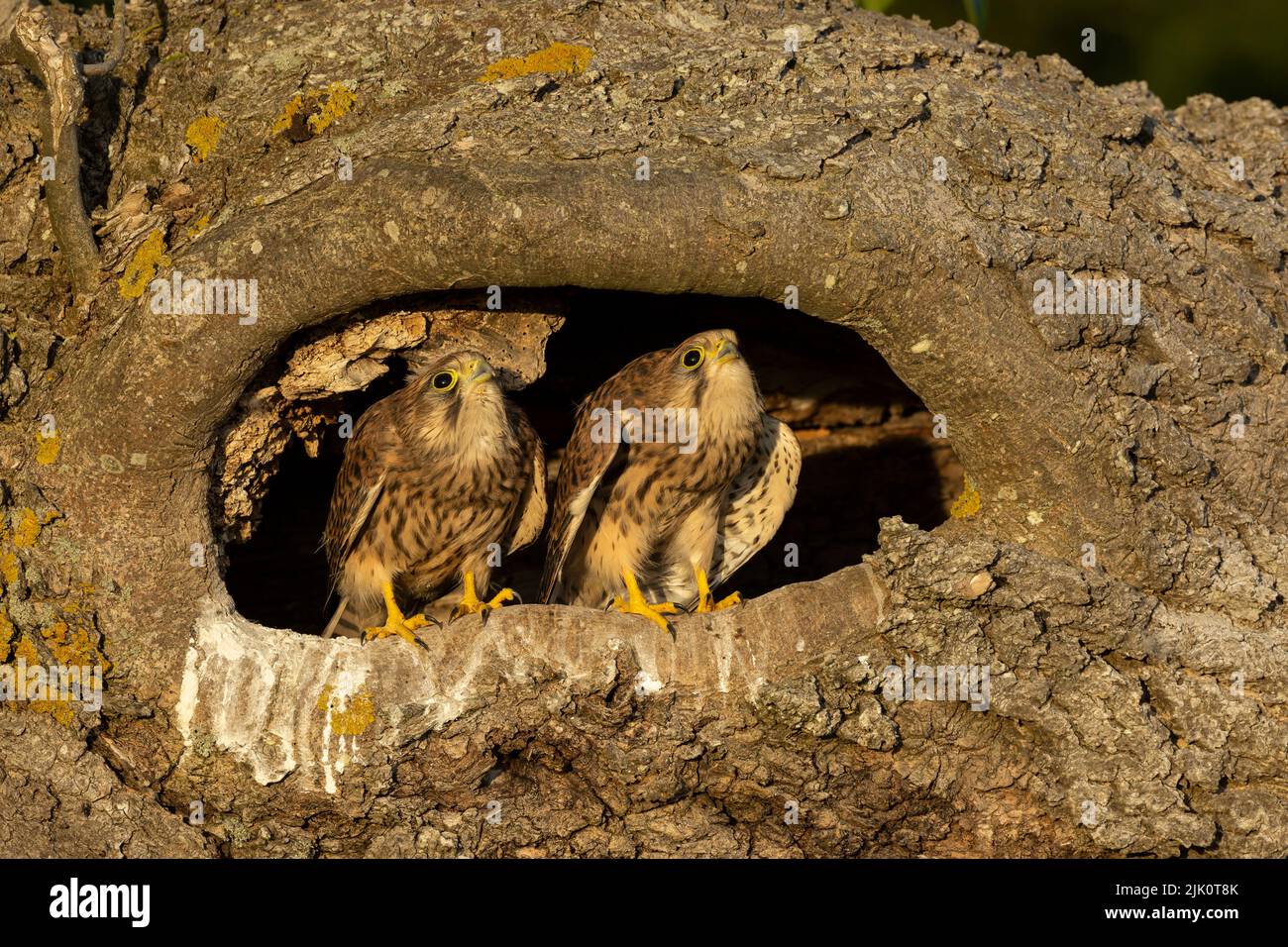 Young kestrels in their nest Stock Photo