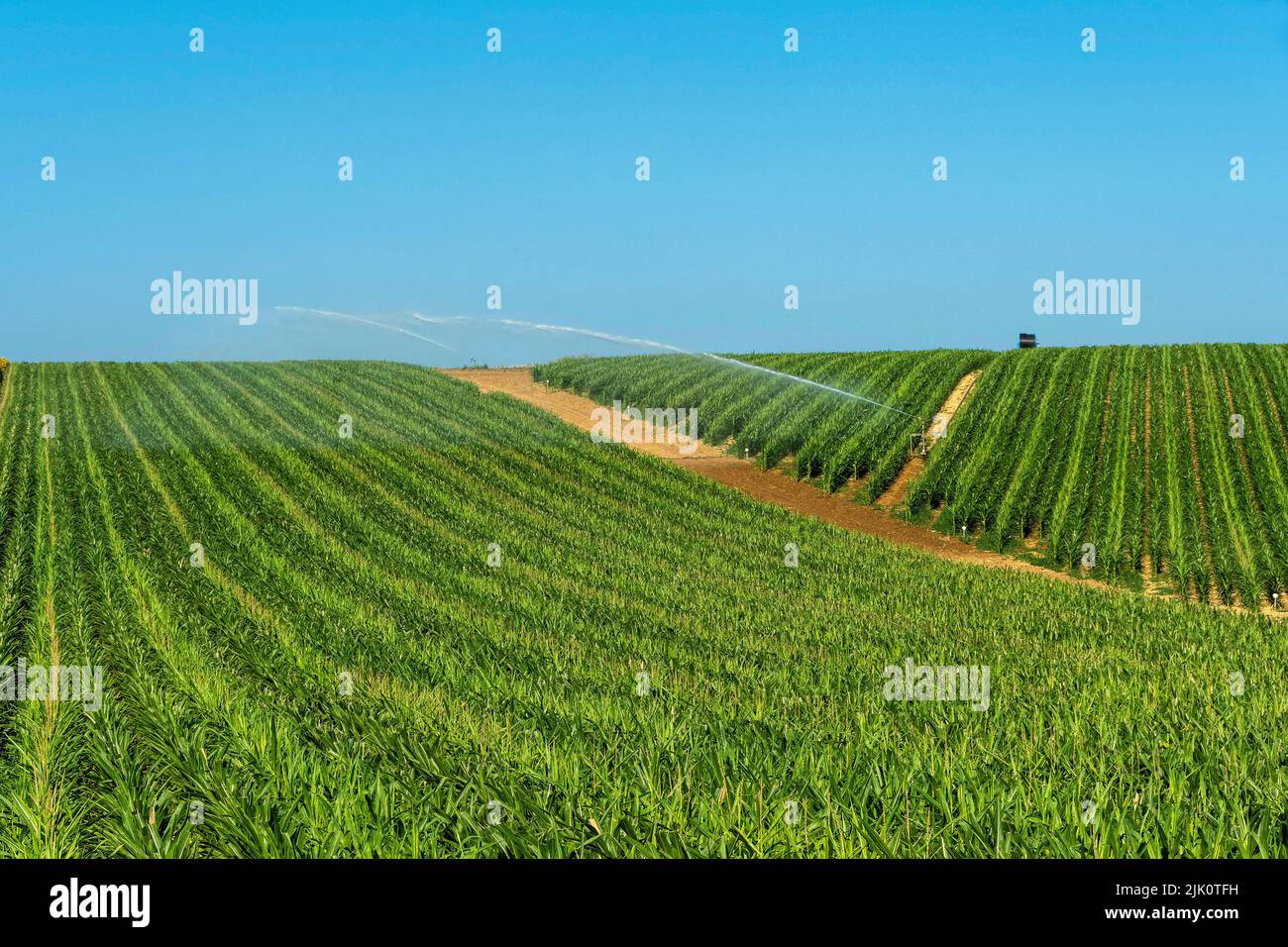 View of Watering system watering huge field of maize under blue sky Auvergne Rhone Alpes. France Stock Photo