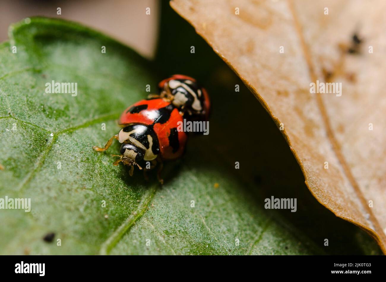 A macro shot of Oenopia conglobata ladybugs breeding on a green leaf Stock Photo
