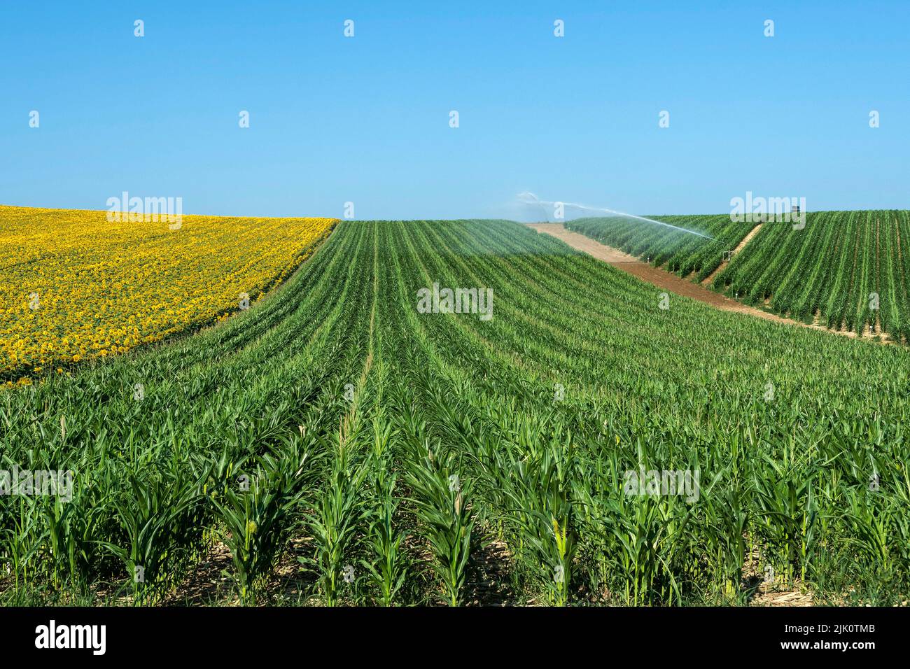 View of Watering system watering huge field of maize under blue sky Auvergne Rhone Alpes. France Stock Photo