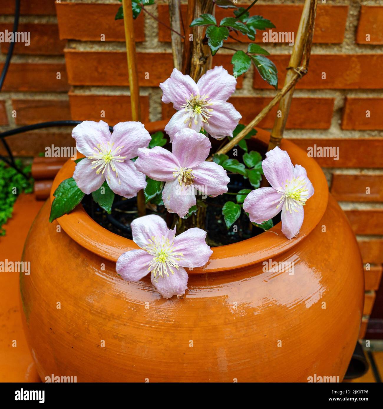 Pink flowers in a circular pot on a rainy spring day. Madrid. Stock Photo