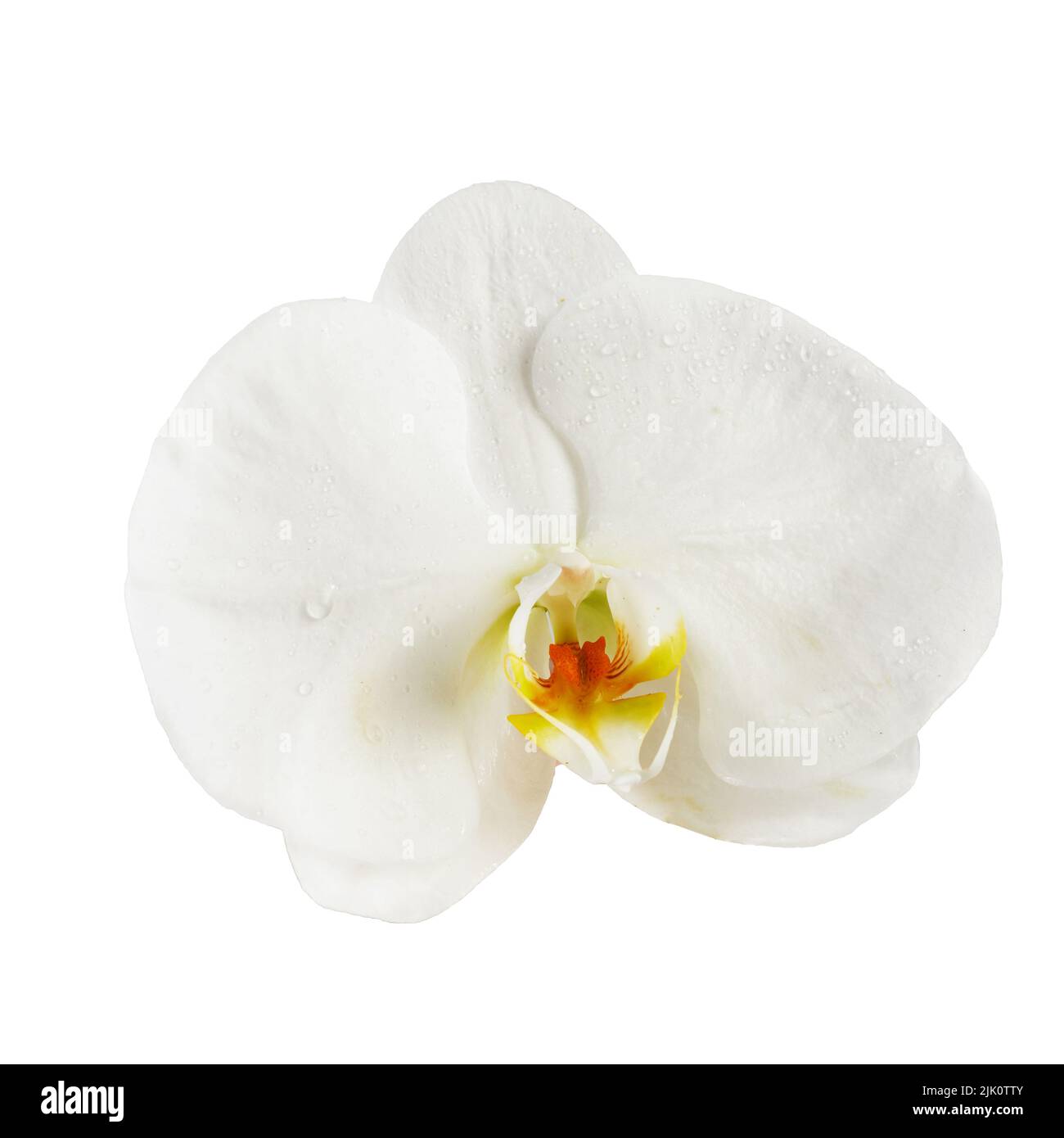Beautiful white orchid flower isolated on white background Stock Photo