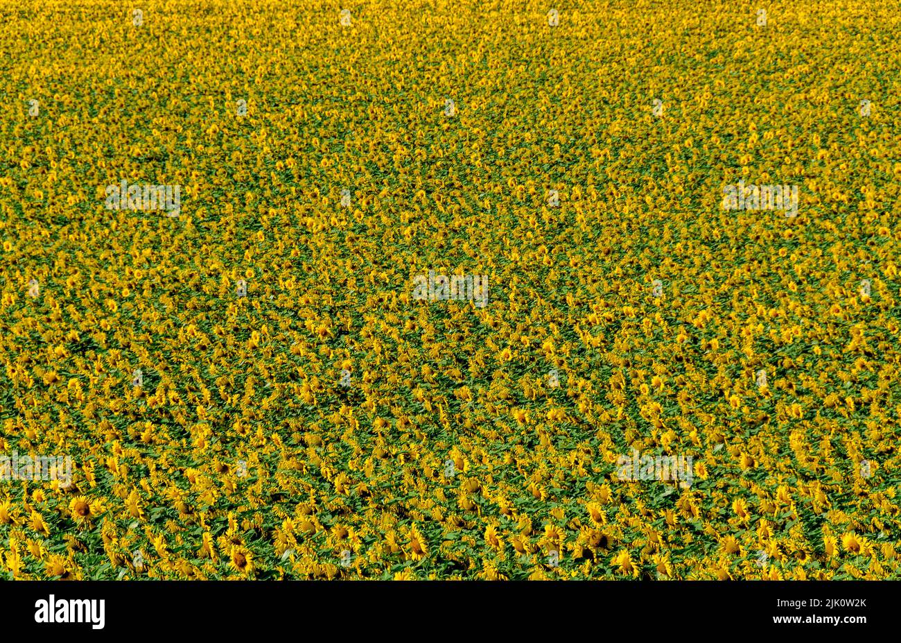 View of a growing sunflowers (Helianthus annuus) huge field. Auvergne Rhone Alpes, France Stock Photo