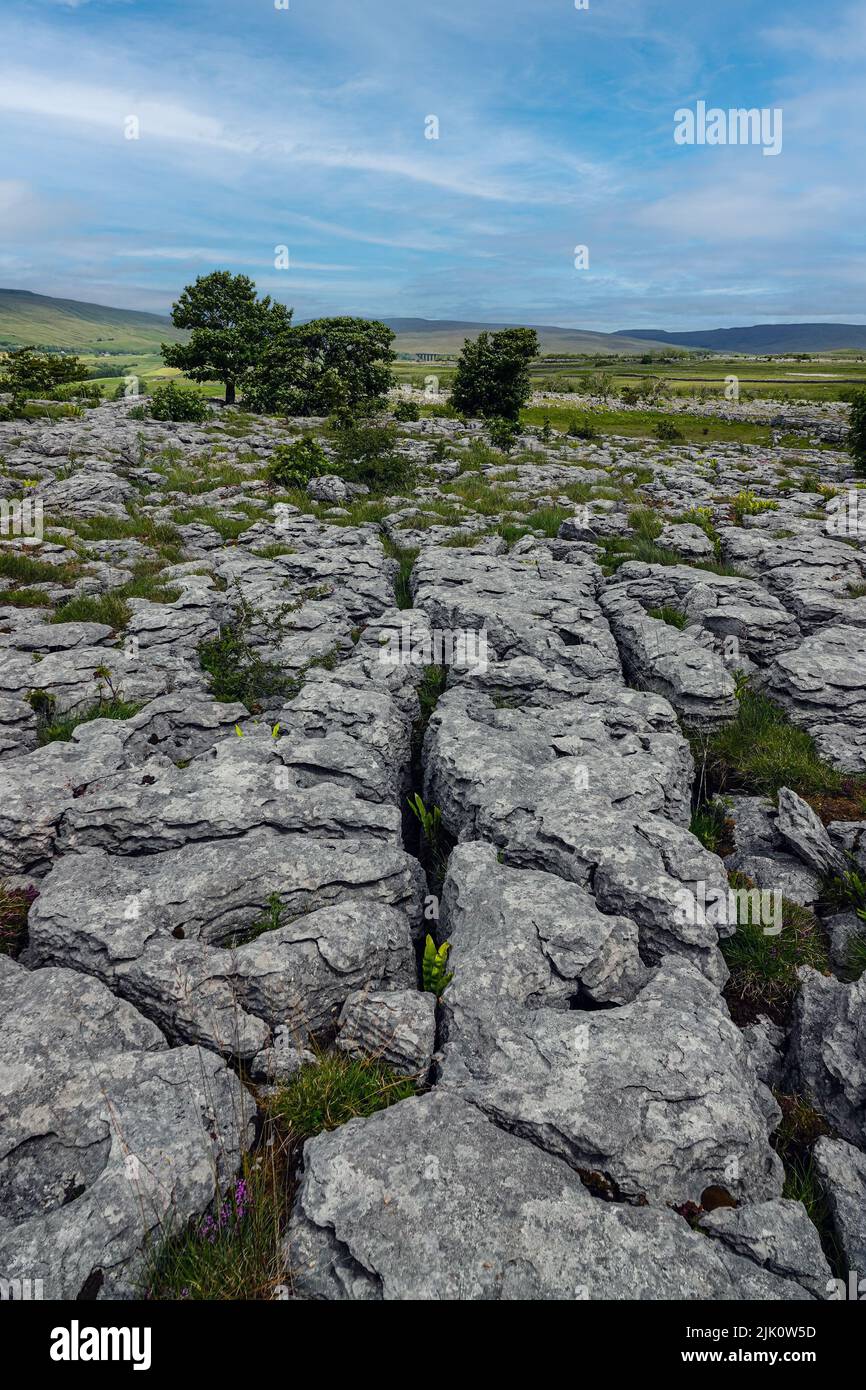 Limestone pavement, Southerscales Fell, Ingleborough, Ingleton, North ...