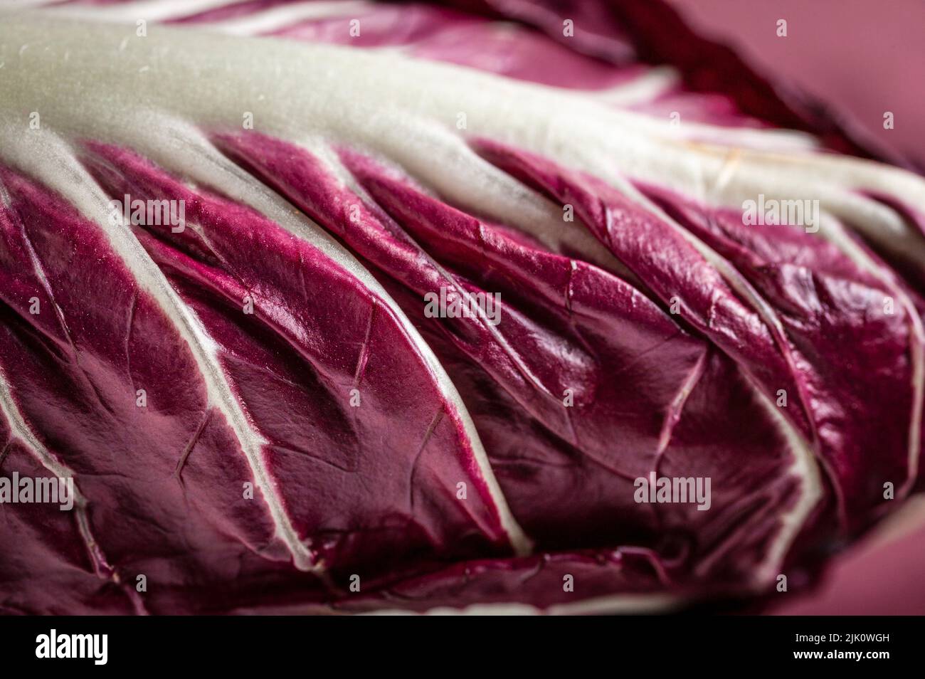 Red chicory Stock Photo