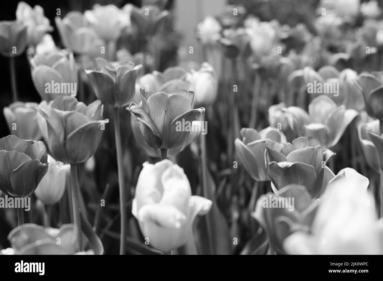 A sunny field of beautiful spring flowers and tulips growing in the