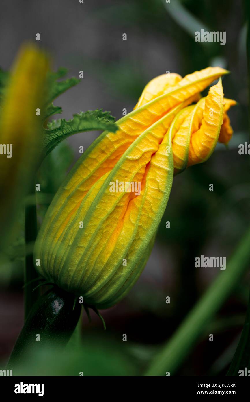 Home-grown courgette flowers in a garden Stock Photo