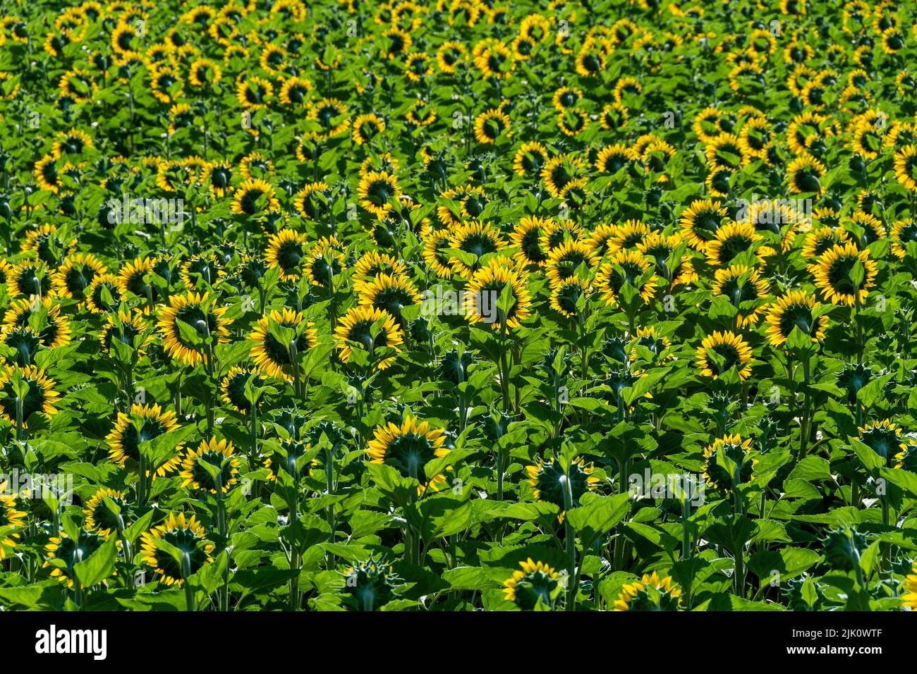 View of a growing sunflowers (Helianthus annuus) huge field. Auvergne Rhone Alpes, France Stock Photo