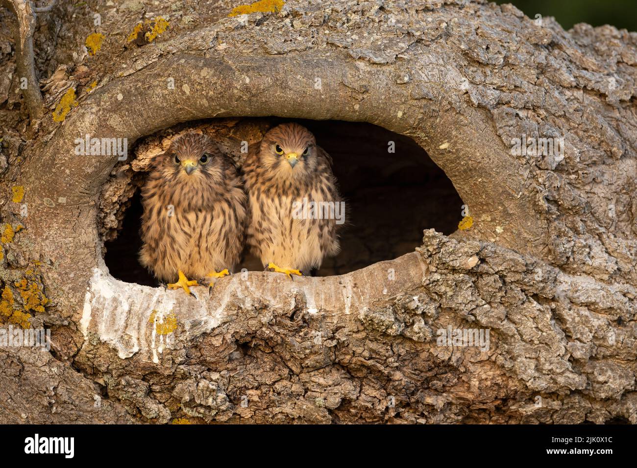 Young kestrels in their nest Stock Photo