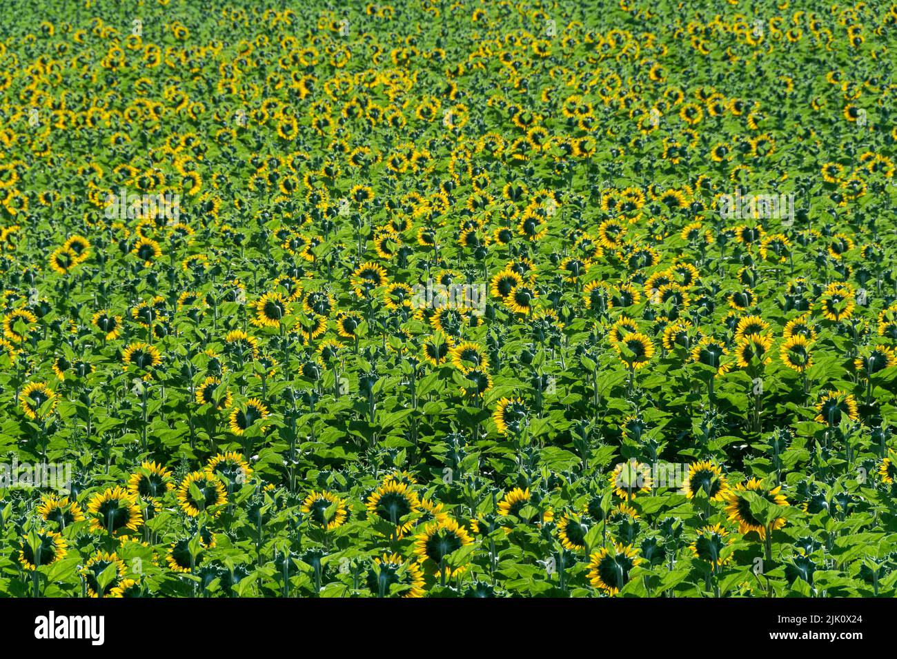 View of a growing sunflowers (Helianthus annuus) huge field. Auvergne