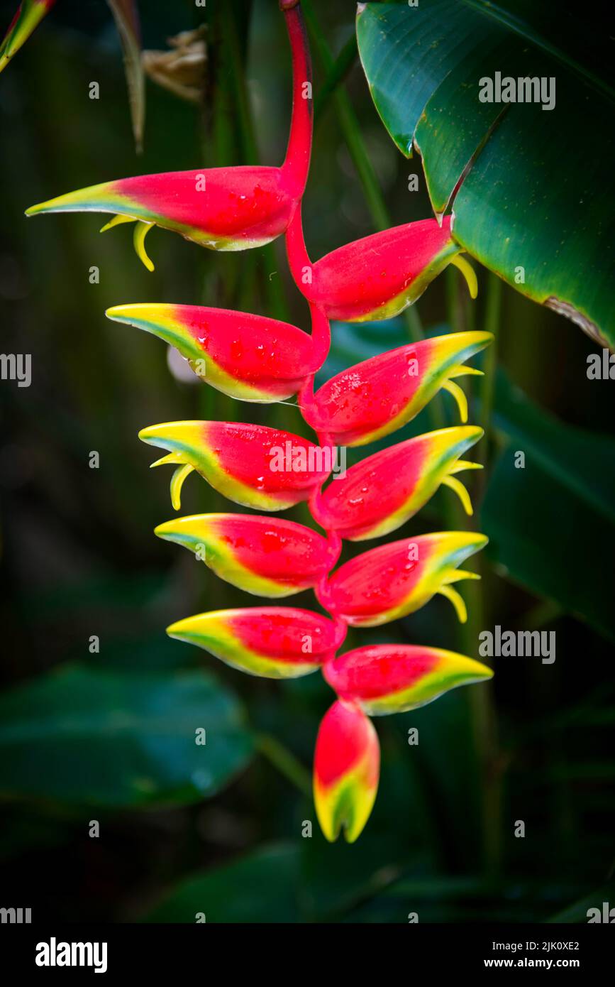 A vertical closeup shot of beautiful lobster-claw flowers covered in Stock Photo