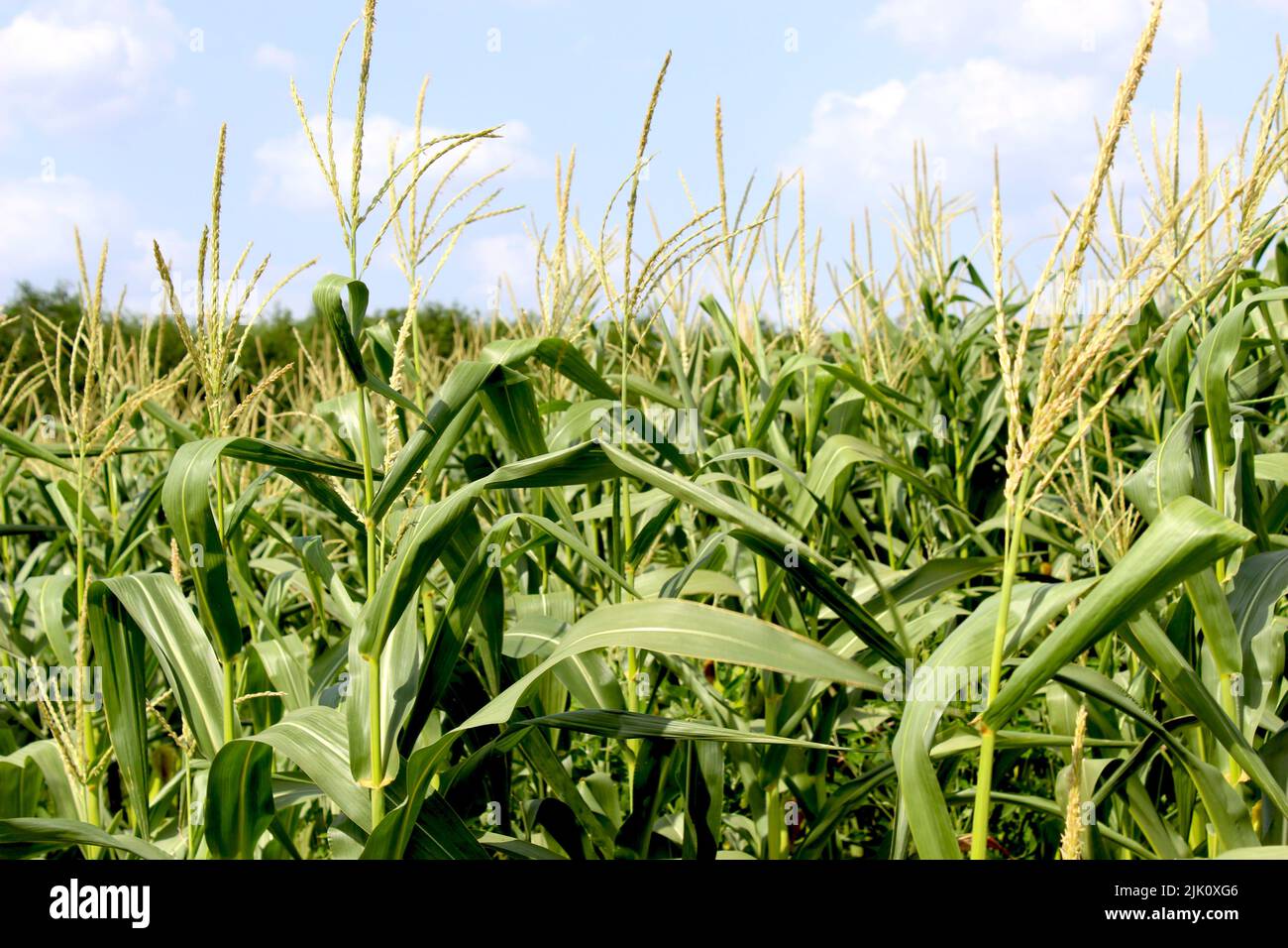 Fresh green corn field with blue sky background in a sunny day Stock ...