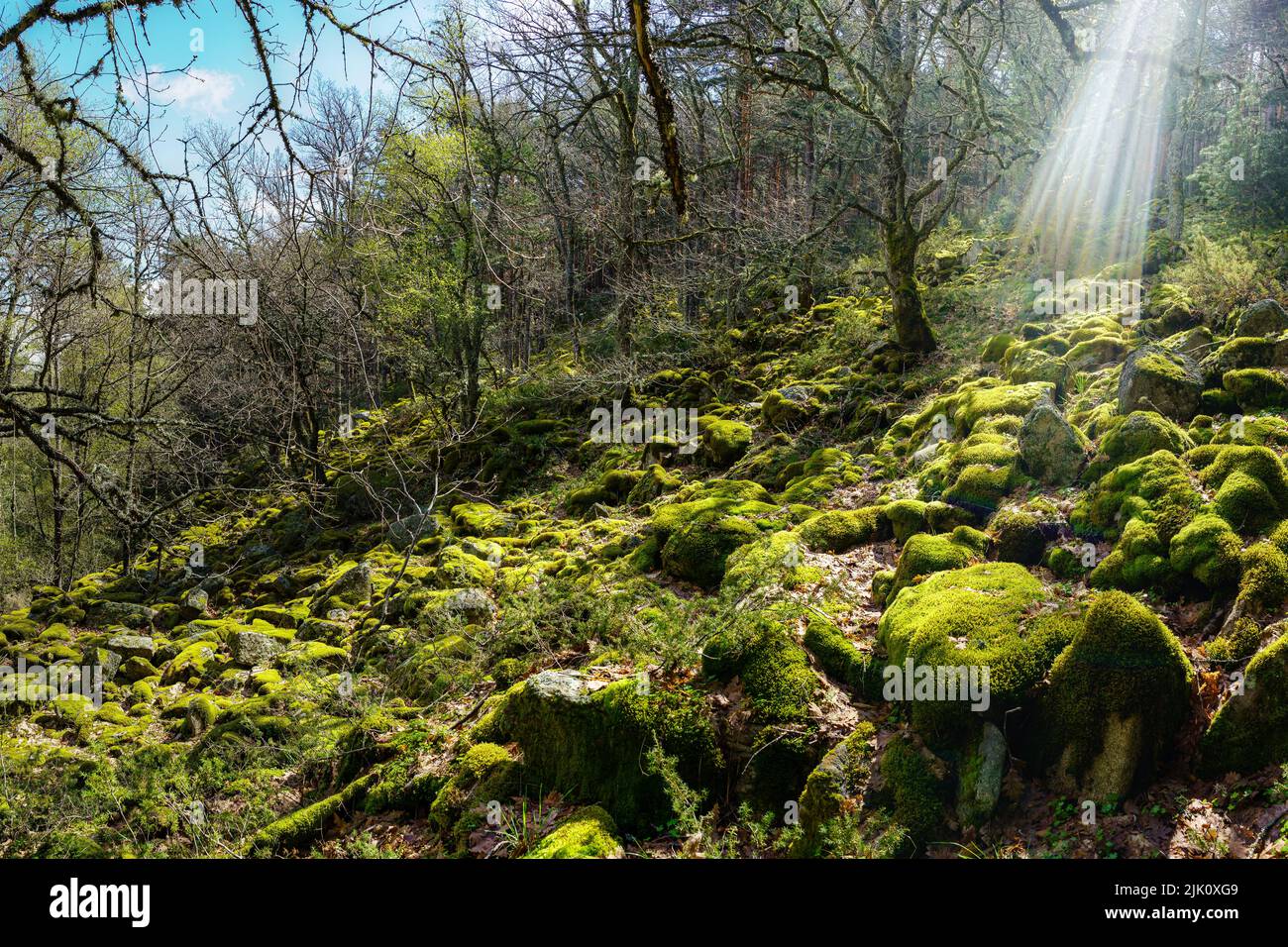 Enchanted forest of large stones covered with moss and rays of sunlight ...