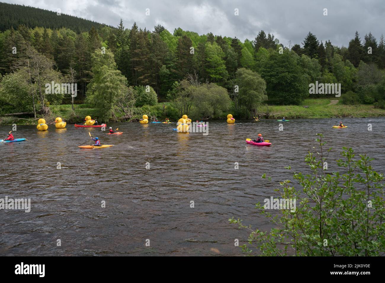 Ballater Duck Race floating down the River Dee, Ballater, Scotland, United Kingdom Stock Photo