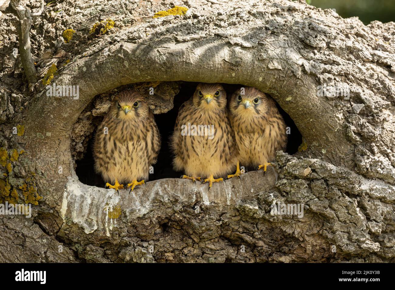 Young kestrels in their nest Stock Photo