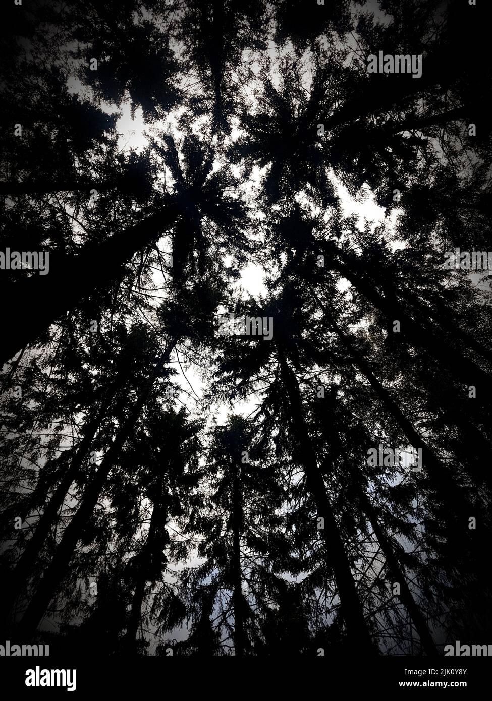 A vertical grayscale shot of tall trees from a low angle Stock Photo ...