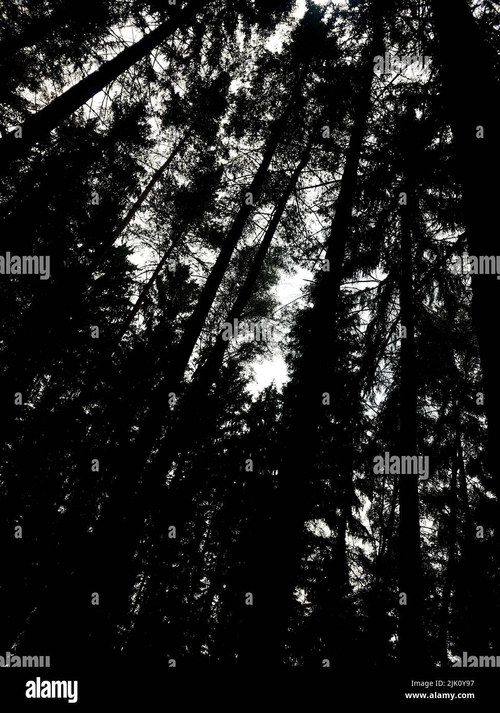 A vertical grayscale shot of tall trees from a low angle Stock Photo ...