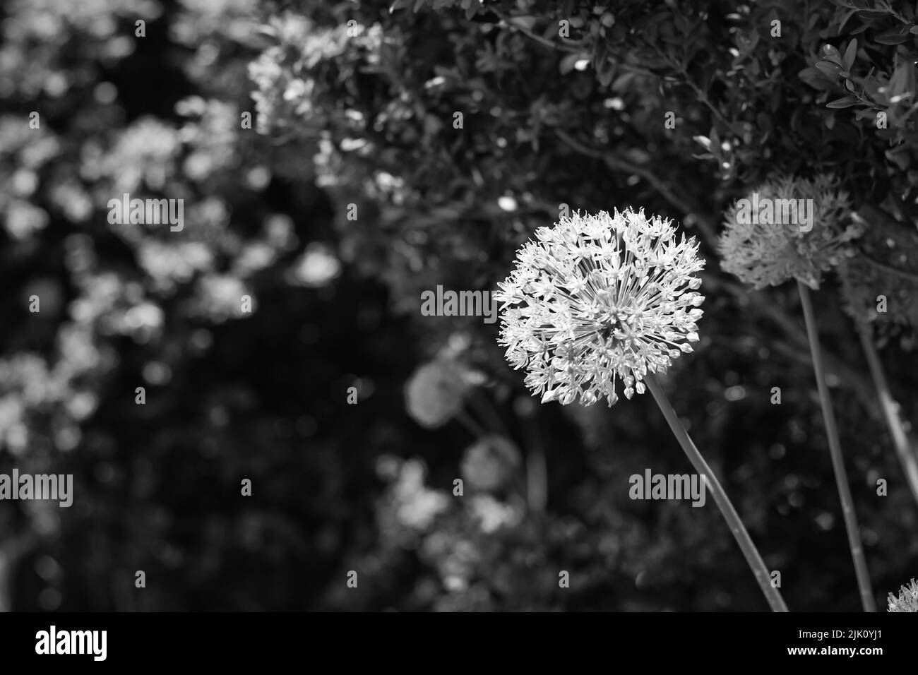 Beautiful allium flower growing in the bright sun in black and white ...