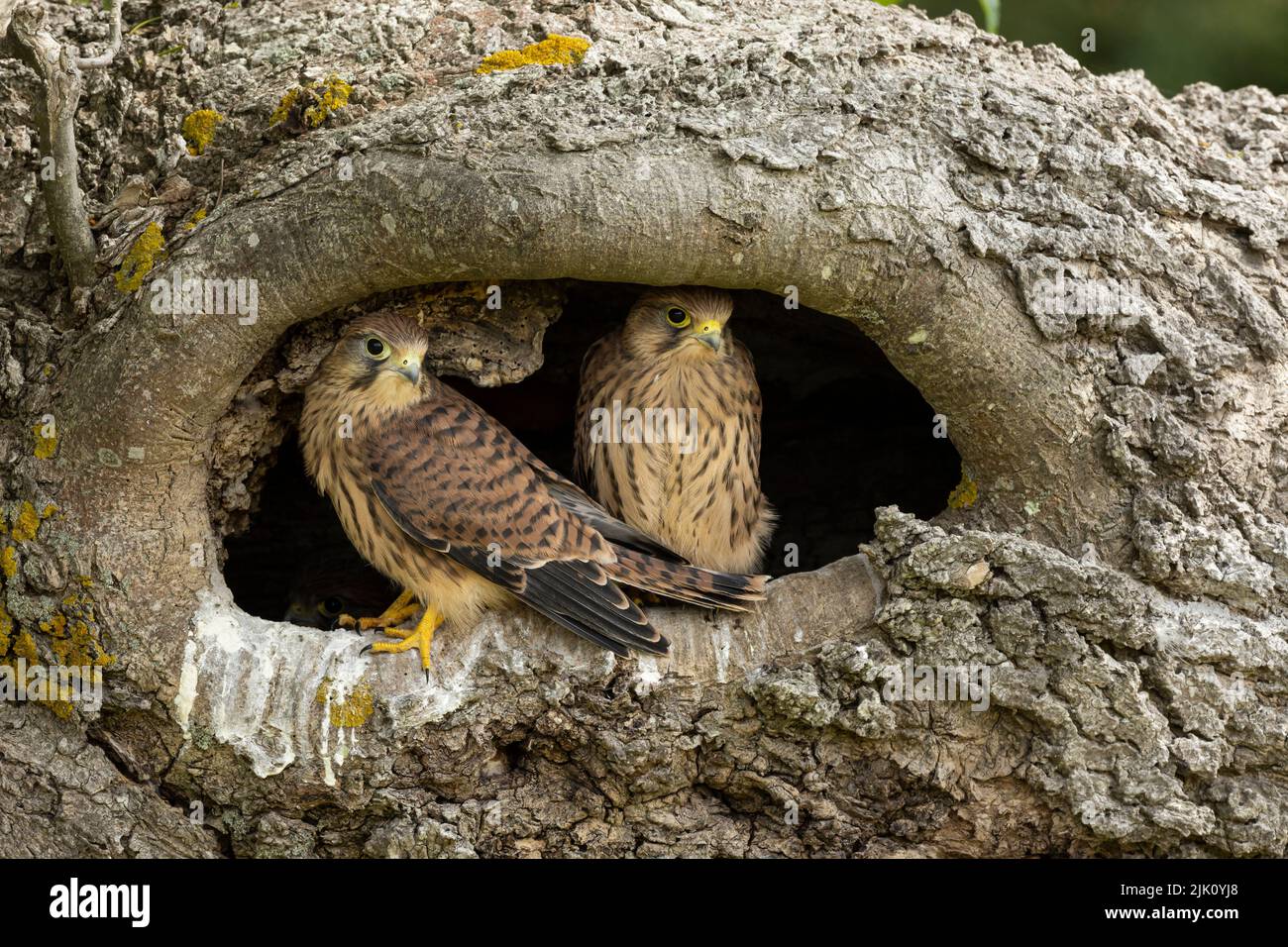 Young Kestrels In Their Nest Stock Photo Alamy