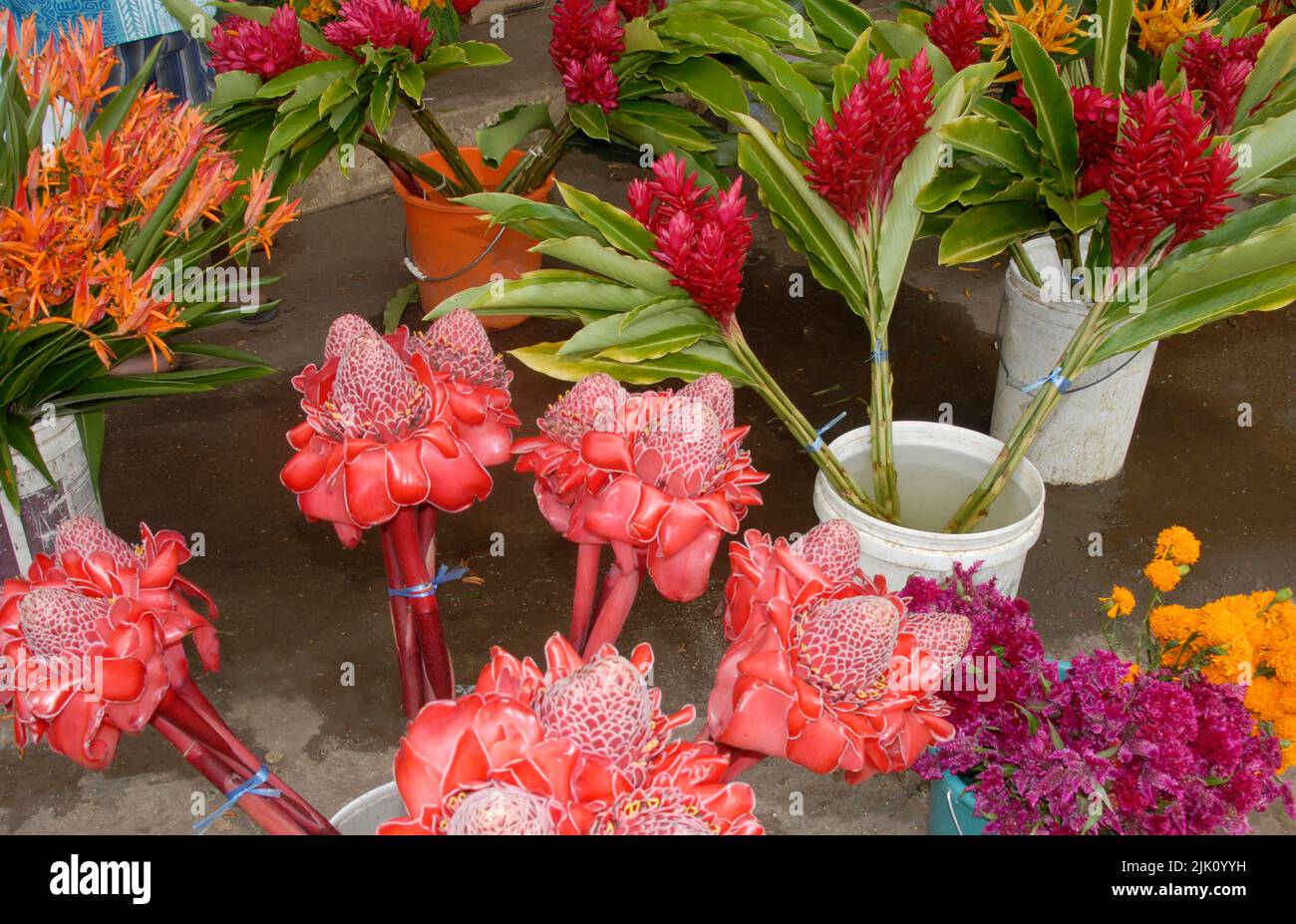 Tropical flowers, Port Vila, Efate tsland, Vanuatu Stock Photo