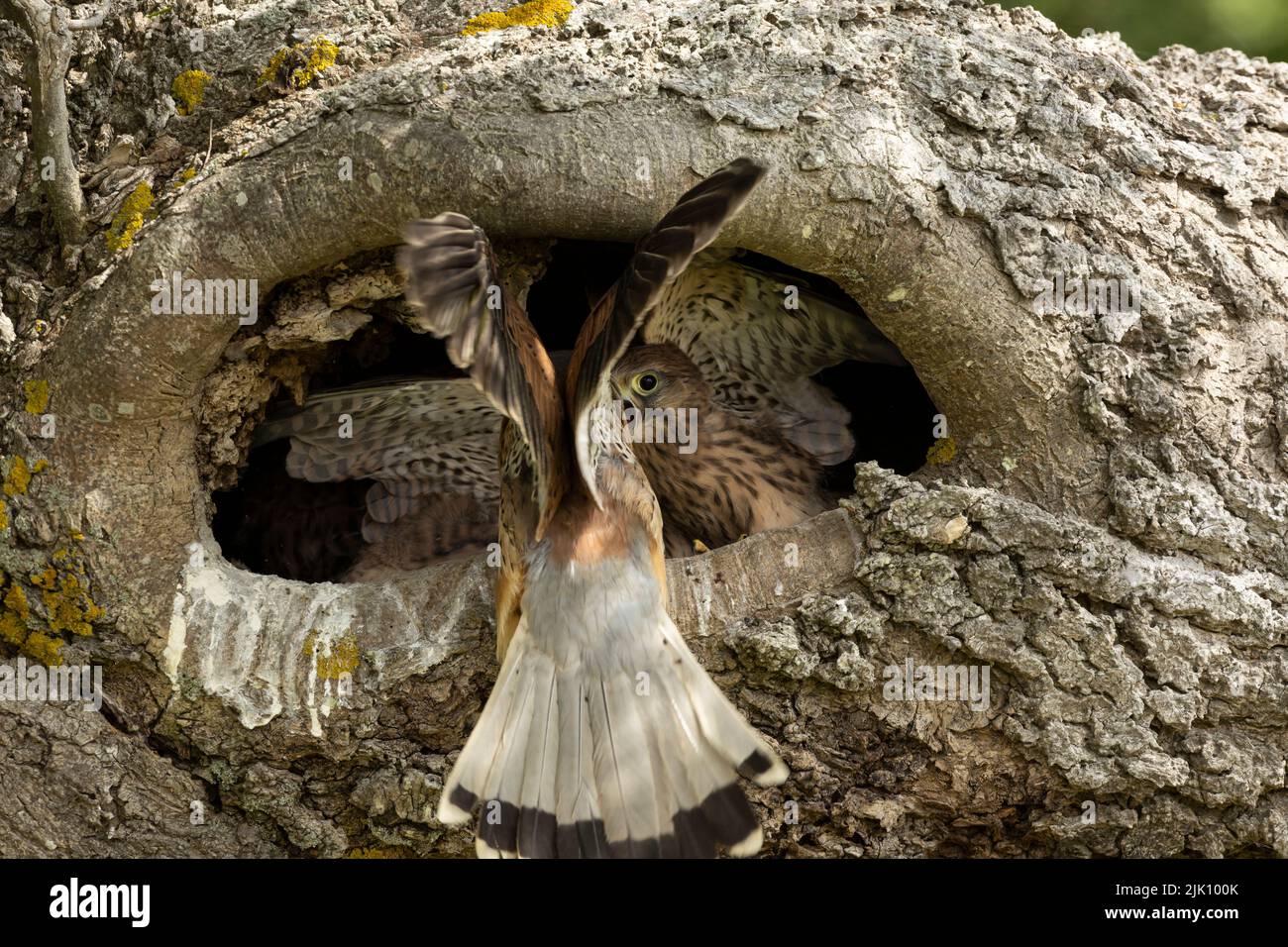Young kestrels in their nest Stock Photo