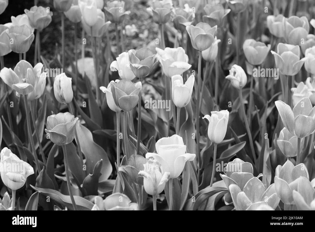 Sunny meadow spring bloom Black and White Stock Photos & Images - Alamy