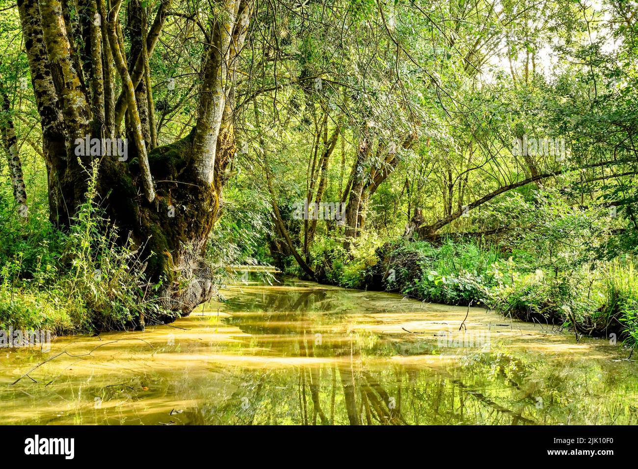 The wild swamp of the Marais Poitevin near SaintHilairelaPalud