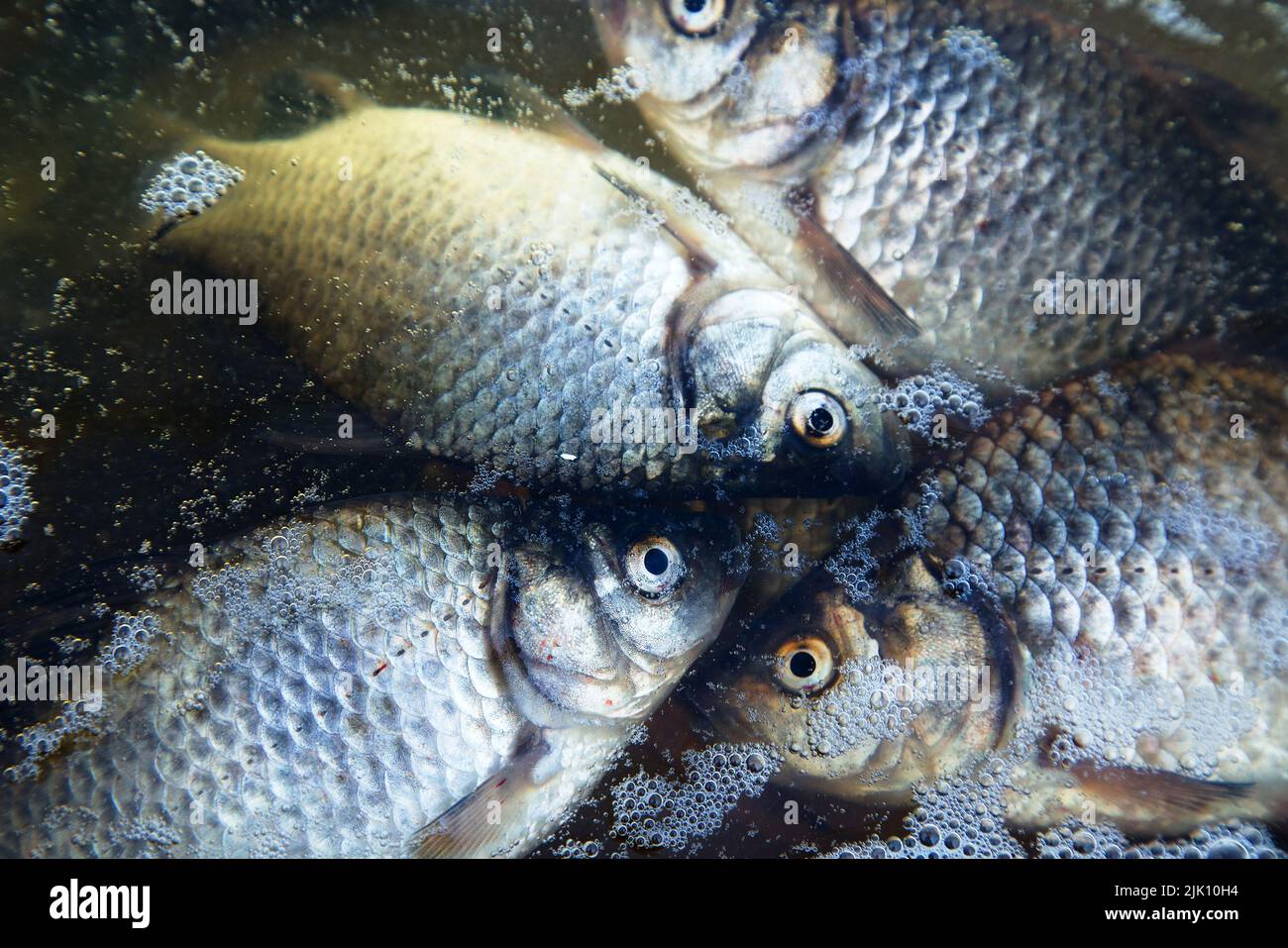 Dead fish on the pond, mass poisoning. light fish carp on dark background of dark autumn water Stock Photo