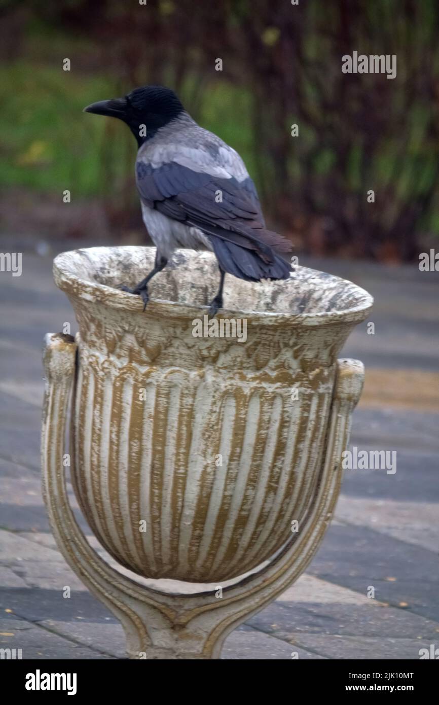 A crow checks the trash bin for food. Hooded crow (Corvus cornix) as freeloader, parasite of humankind Stock Photo