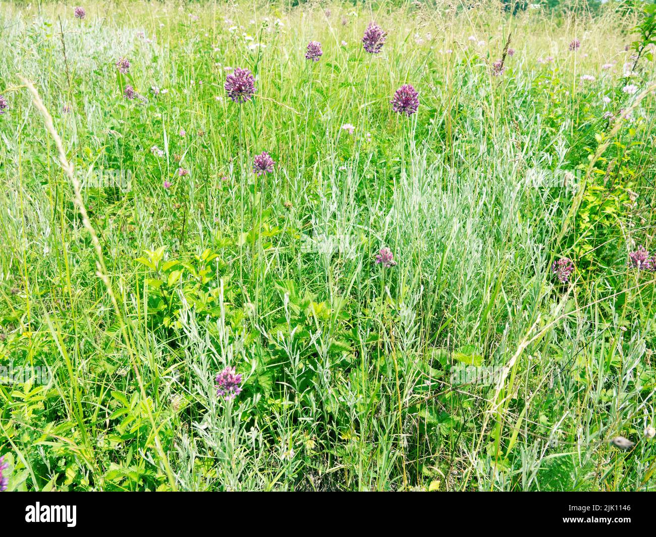 Caucasus forest forb meadow. Purple wood leek (wild onion) flowers Stock Photo