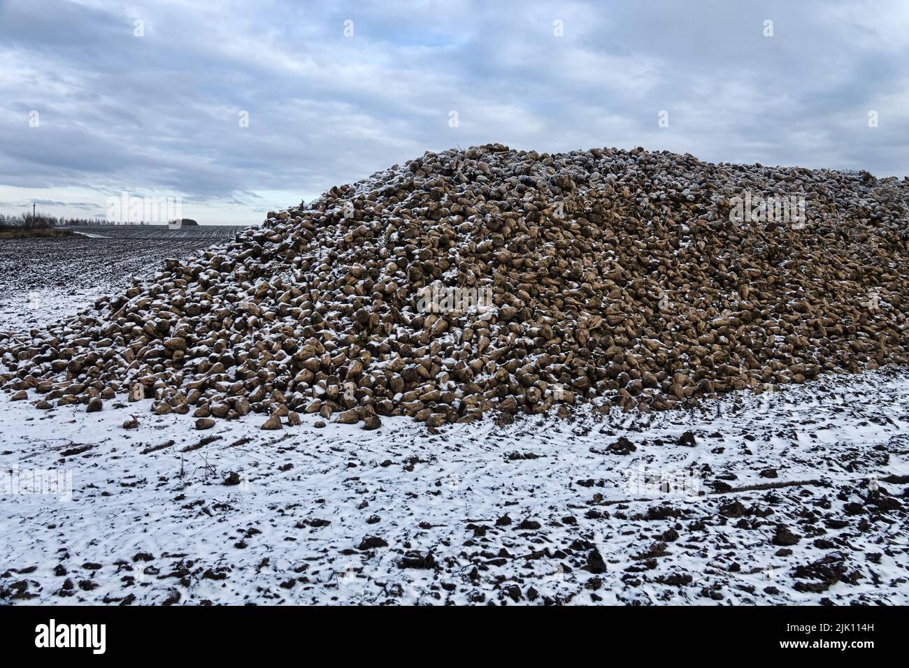 Sugar-beet growing, olericulture. Root crop are harvested before frosts and collected in storage bunch (outdoor bank), Storage is intermediate befor s Stock Photo