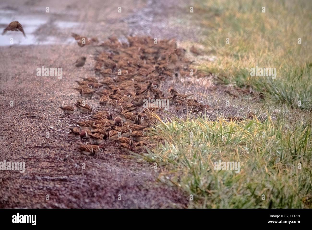 Sparrows feed in a very dense flock on the side of a country road. Grain is spilled during transportation in a truck. Look how beautifully they flutte Stock Photo
