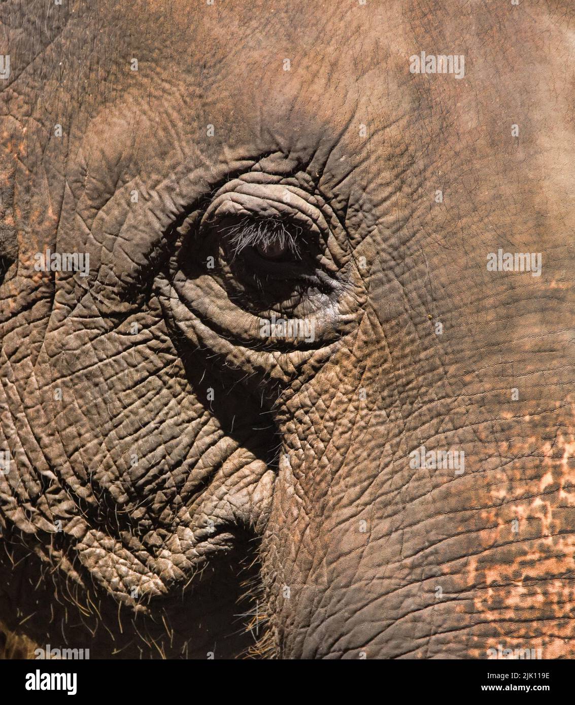 Portrait of an Indian elephant. Sri Lanka Stock Photo