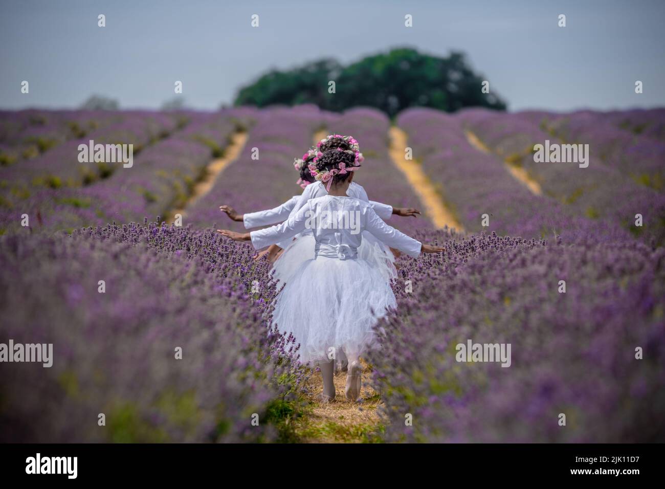 Banstead, Surrey, UK. 29th July, 2022. UK Weather: Young dancers from Grace & Poise Academy, Muslim Ballet School, enjoy the sunny rows of organic lavender in Surrey just prior to harvesting. Credit: Guy Corbishley/Alamy Live News Stock Photo