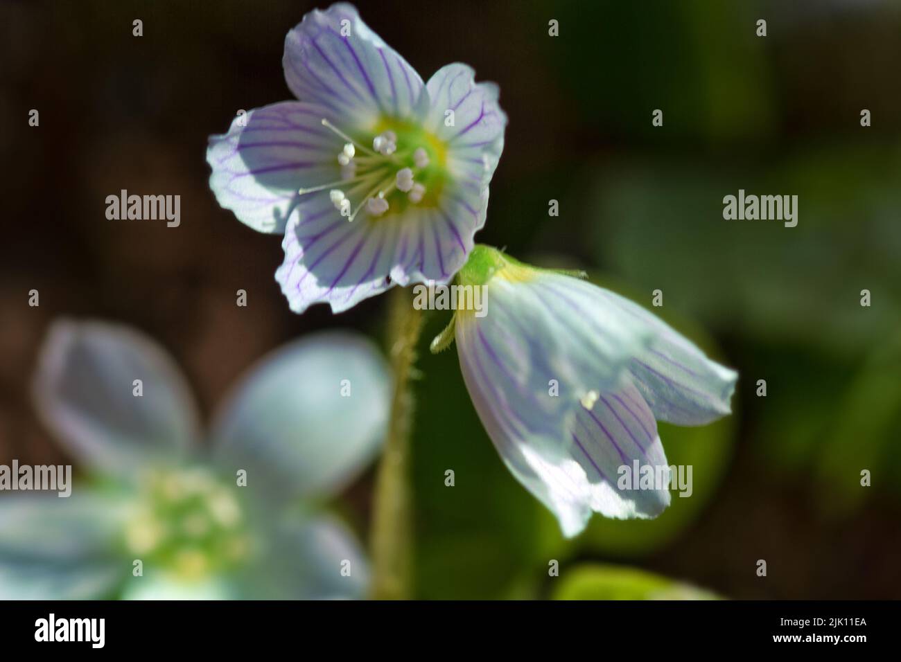 Sorrel (Oxalis acetosella) flower close-up Stock Photo