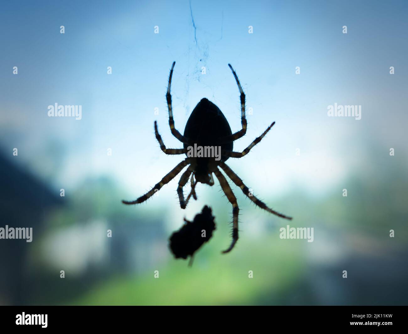 Eating a fly by a Garden spider (Araneus); fly is entangled in a web. On the background of a window with a blurry rustic background Stock Photo
