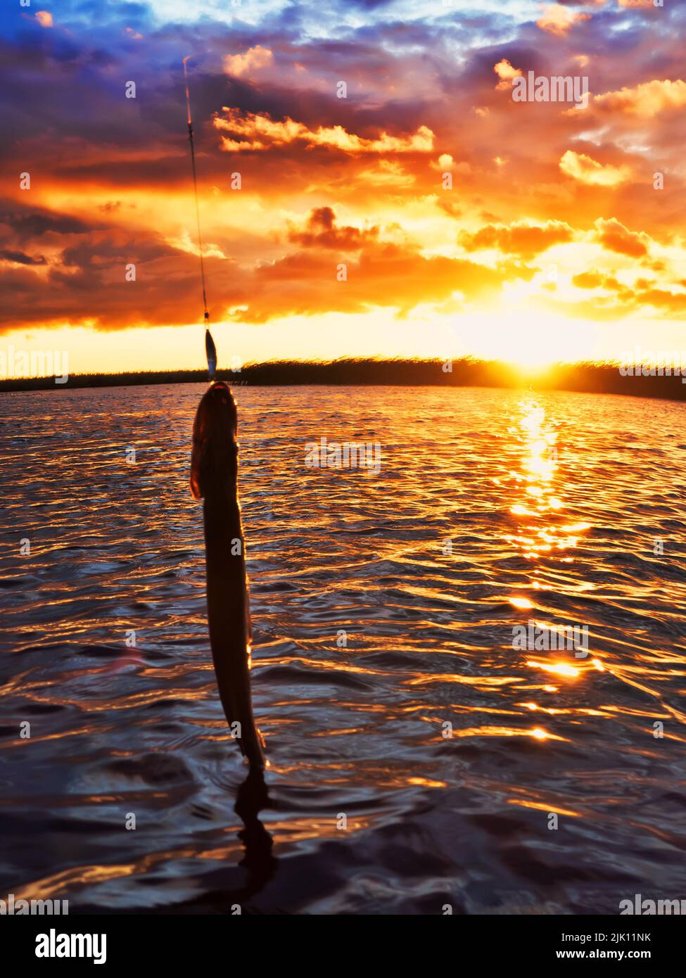 Fishing at sunset. Catching predatory fish on spinning. Sunset colors on the water surface, sunny path from the low sun. Pike caught on a spinner Stock Photo