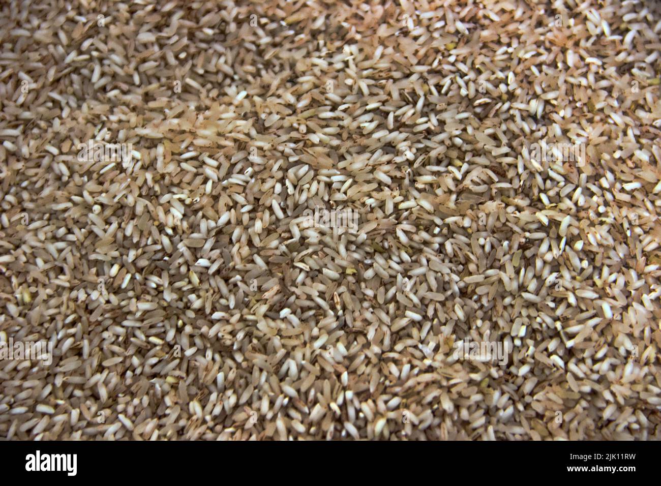 Rice background. Varieties of Sri Lankan rice Stock Photo
