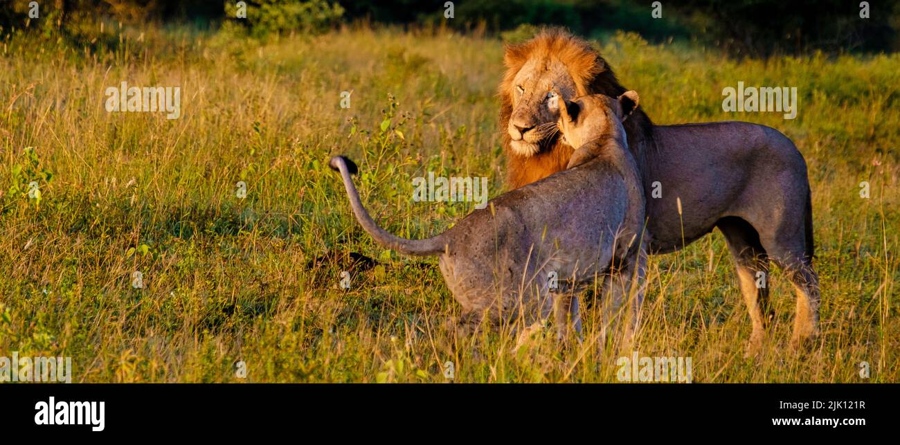 Lion male and female pairing during sunset in South Africa Thanda Game ...